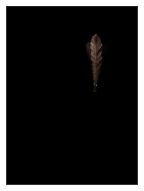 Boobook